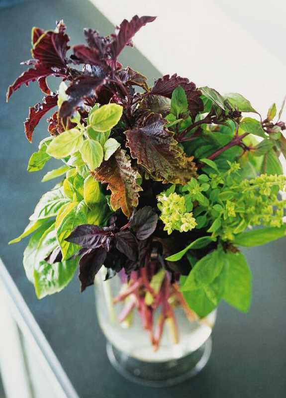 Kuinka kasvattaa basilikaa sisätiloissa nauttiaksesi koko vuoden