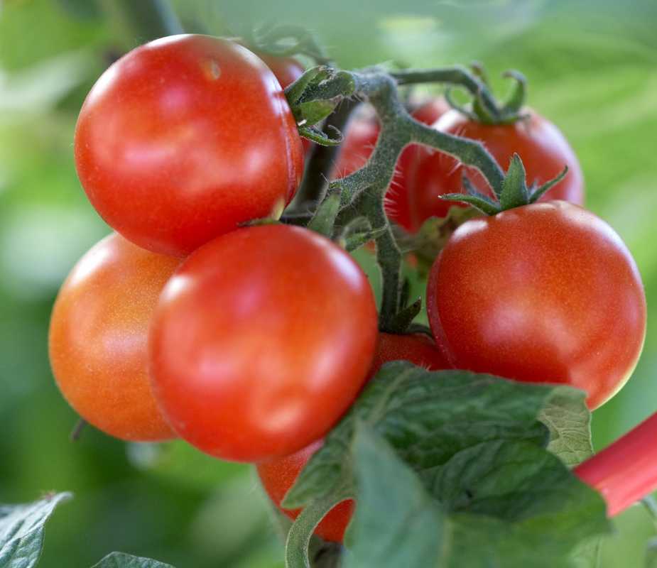 Jak hnojit rajčata pro velkou sklizeň