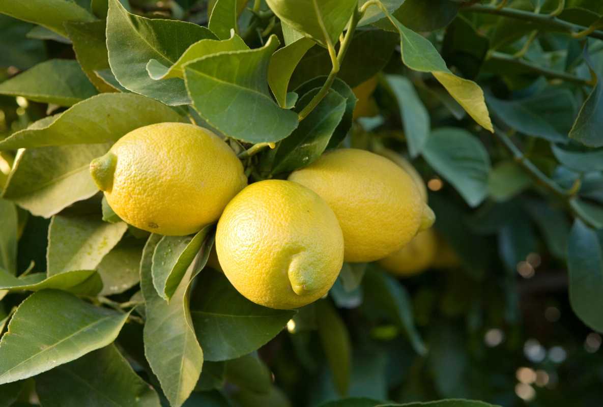Cómo podar un limonero: 8 consejos para realizar los cortes correctos