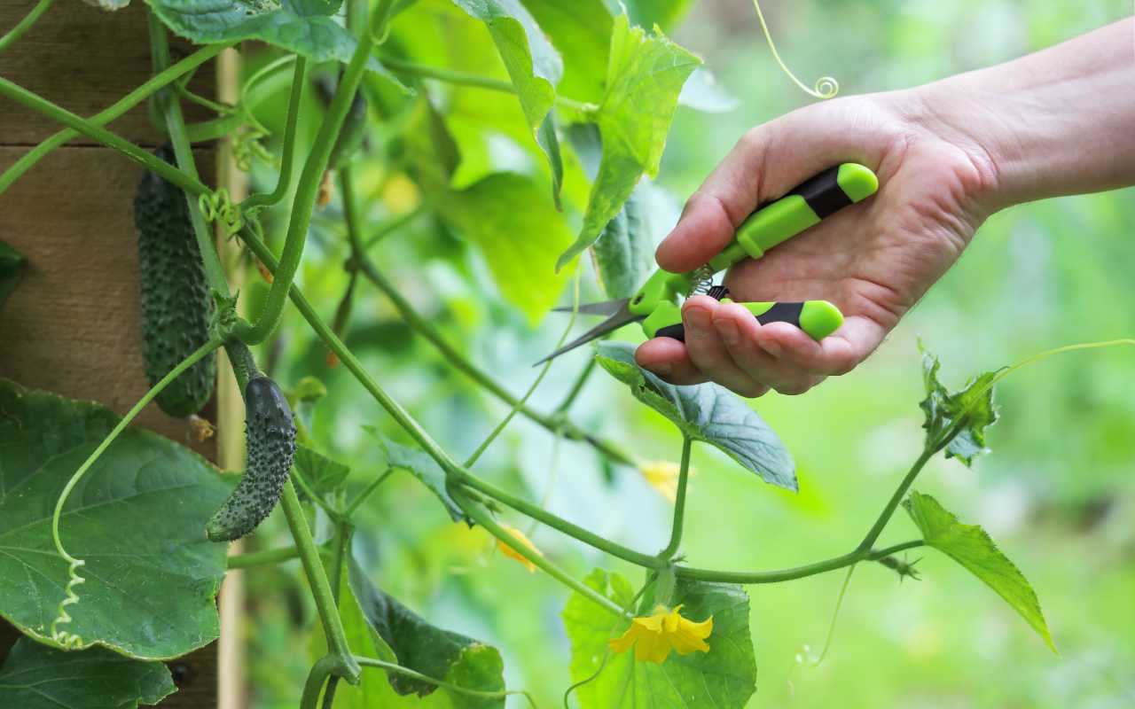 8 must-know-tips voor het snoeien van komkommerplanten om uw oogst te stimuleren