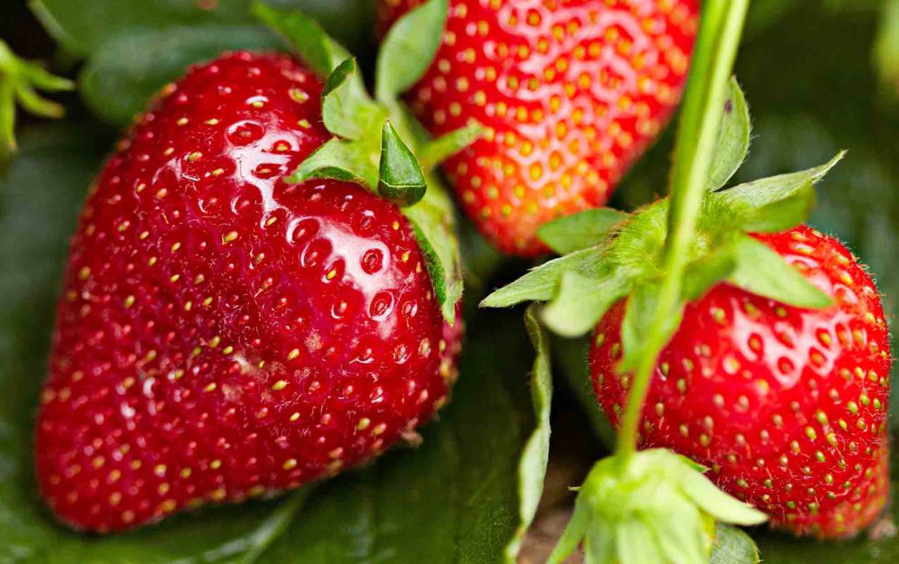 Lo que hay que saber sobre la temporada de fresas para obtener la fruta más dulce