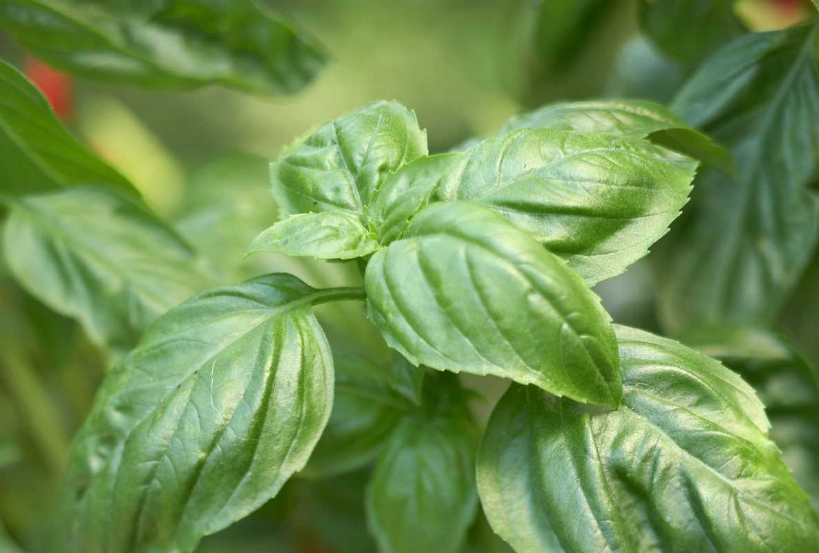 Basil és una planta perenne que tornarà cada any?