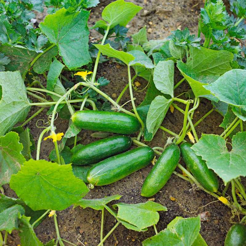 Sådan planter og dyrker du agurk