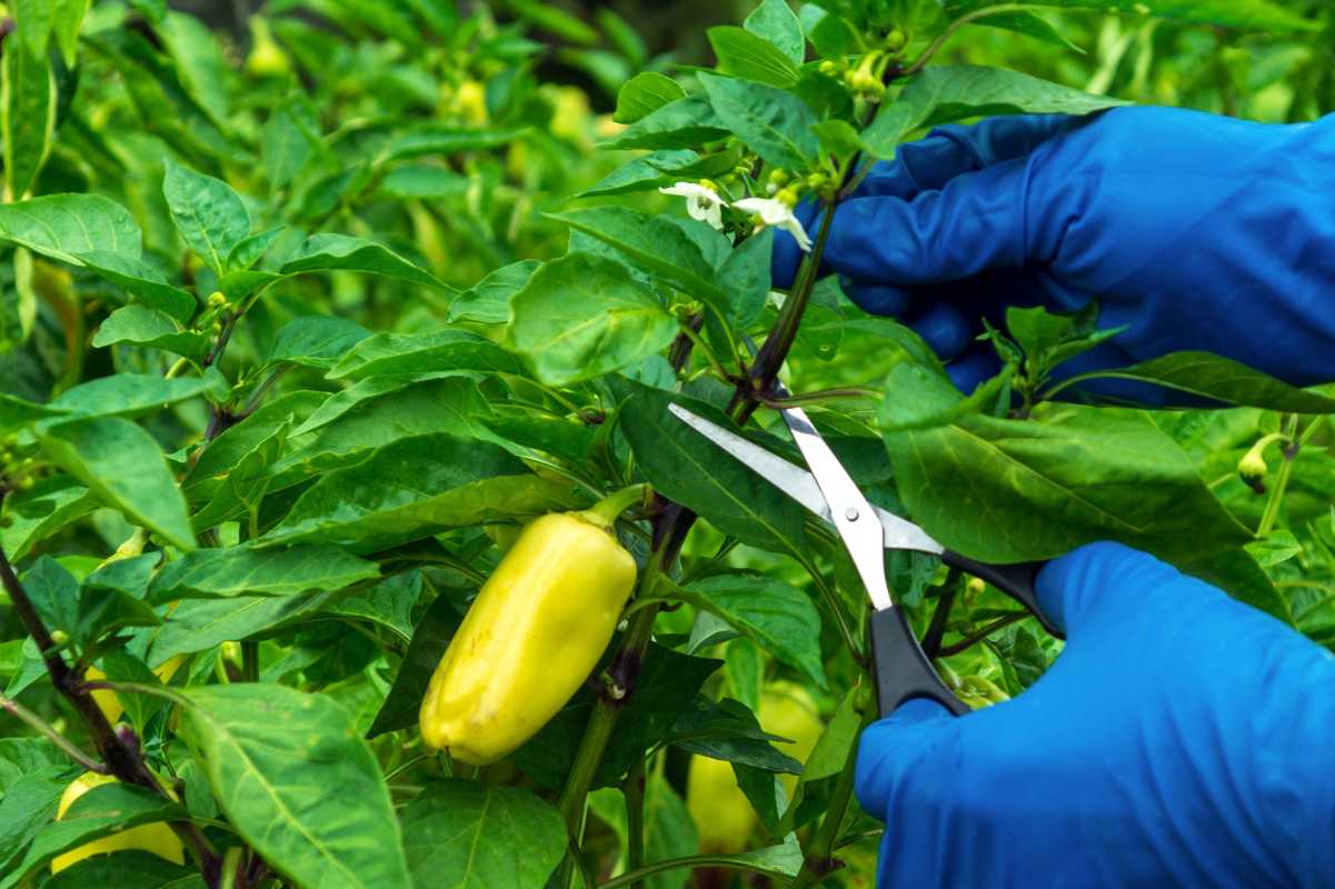 Kako obrezati rastline paprike za boljši pridelek