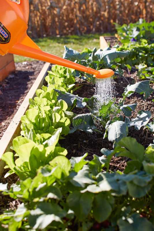 podlewanie ogródka warzywnego