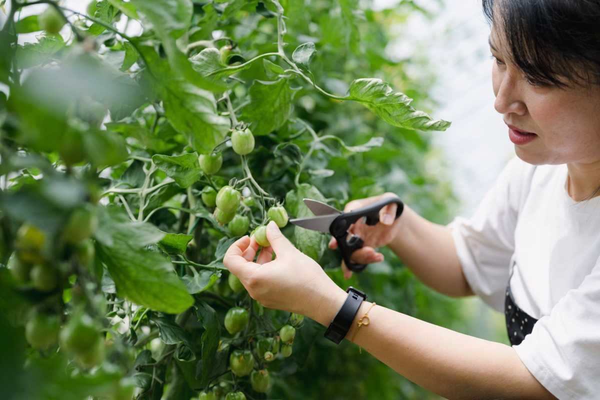 6 прости съвета за подрязване на доматени растения, за да увеличите реколтата си