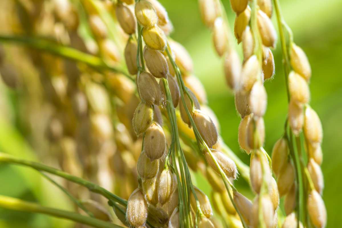 Hvordan plante og dyrke ris