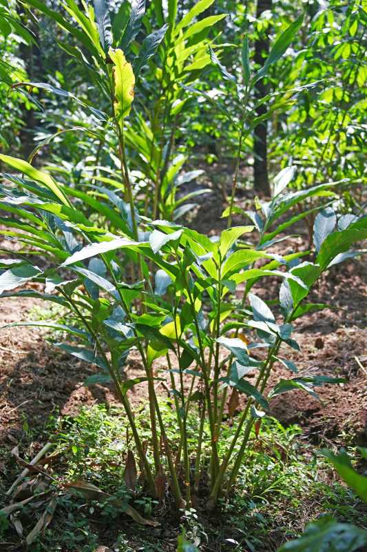 Како посадити и узгајати биљку кардамома