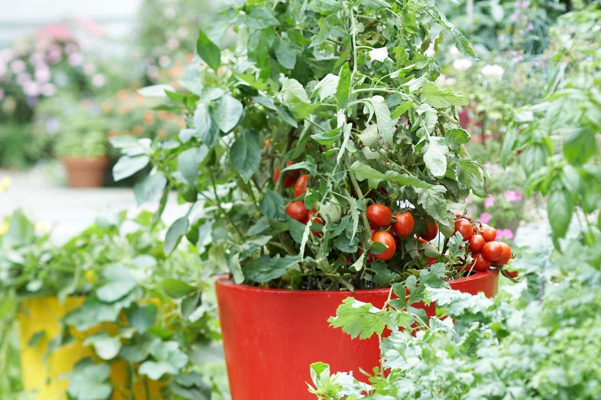 화분에서 토마토 식물을 키우는 데 필요한 10가지 필수 팁