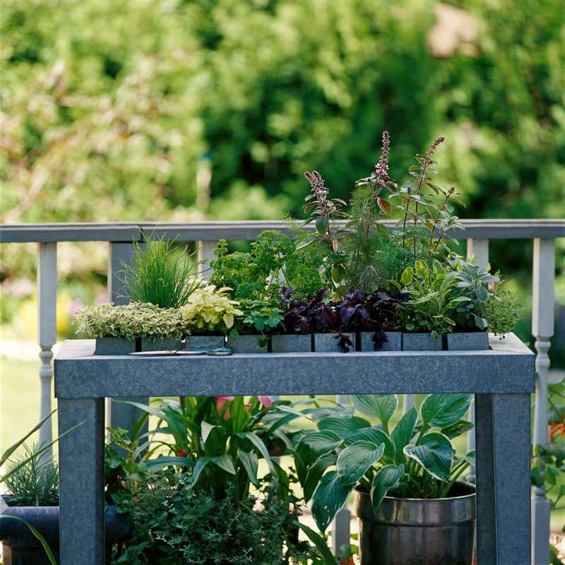 Wskazówki dotyczące ogrodnictwa ziołowego dla początkujących