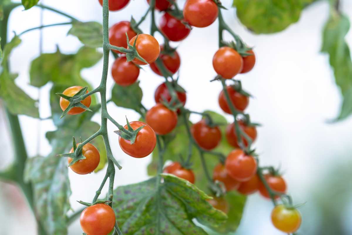 Отглеждане на домати с главата надолу – ето какво трябва да знаете