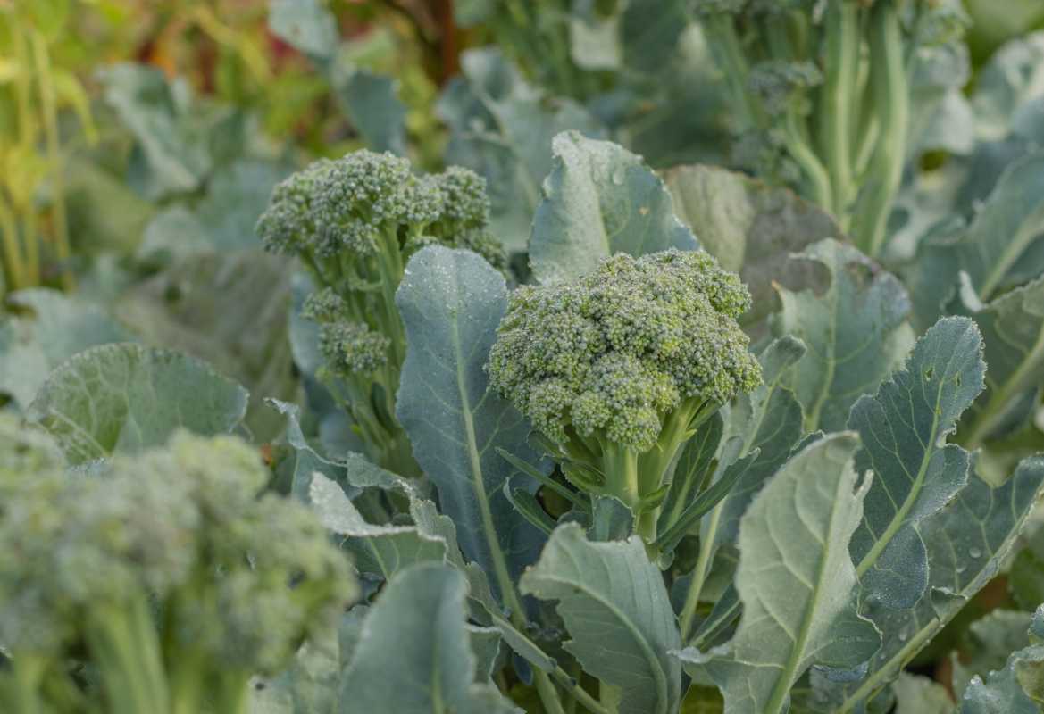 Cómo y cuándo cosechar el brócoli en su punto máximo