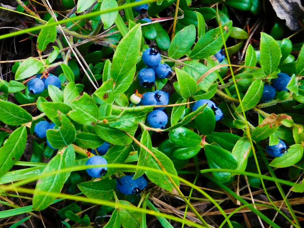 Sådan planter og dyrker du blåbær