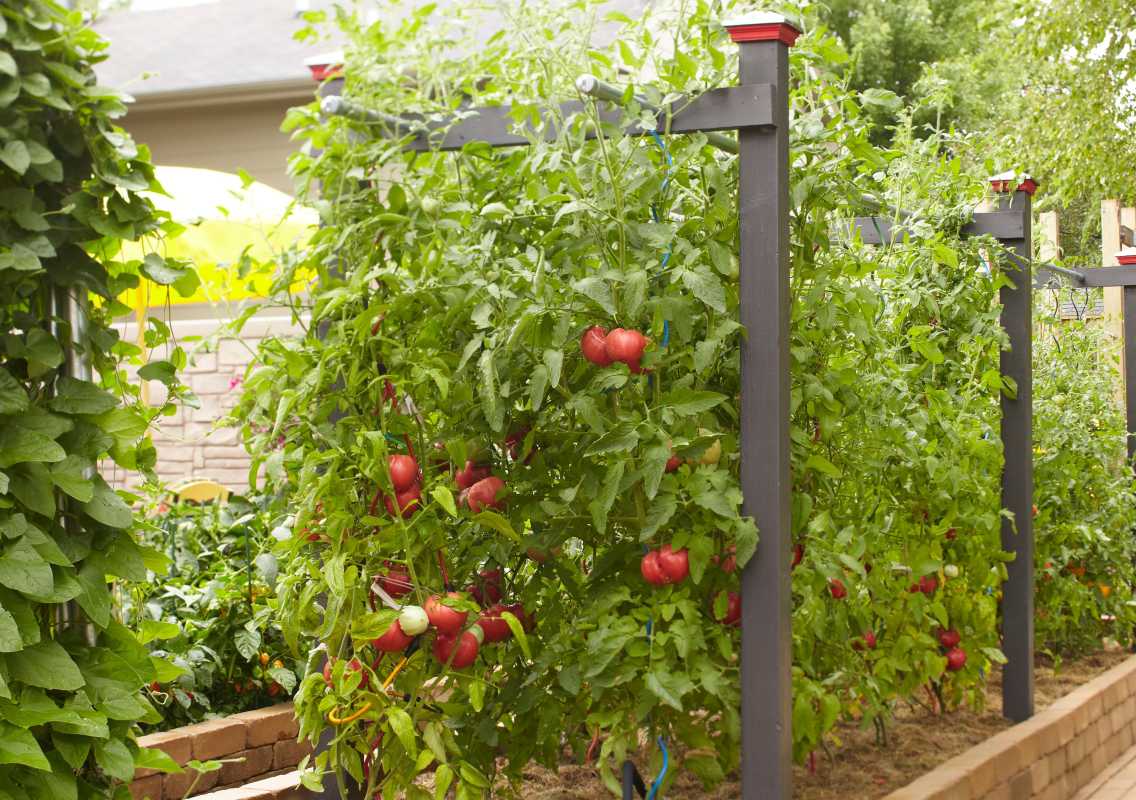 7 tips for hvordan du staker tomater for å få en bedre høst