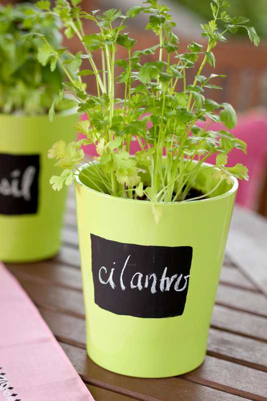 Kako gojiti cilantro iz semen v zaprtih prostorih