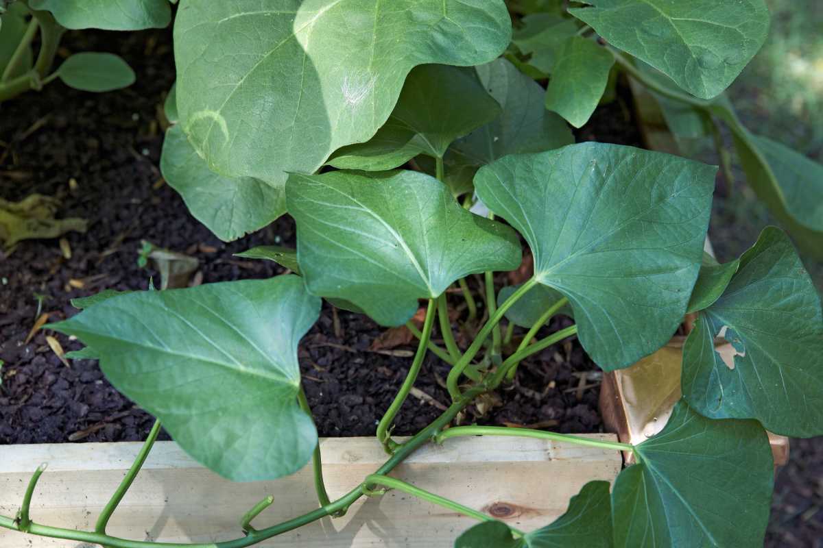 Hur man planterar och odlar sötpotatis