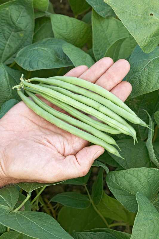 Jak sadzić i uprawiać fasolkę szparagową