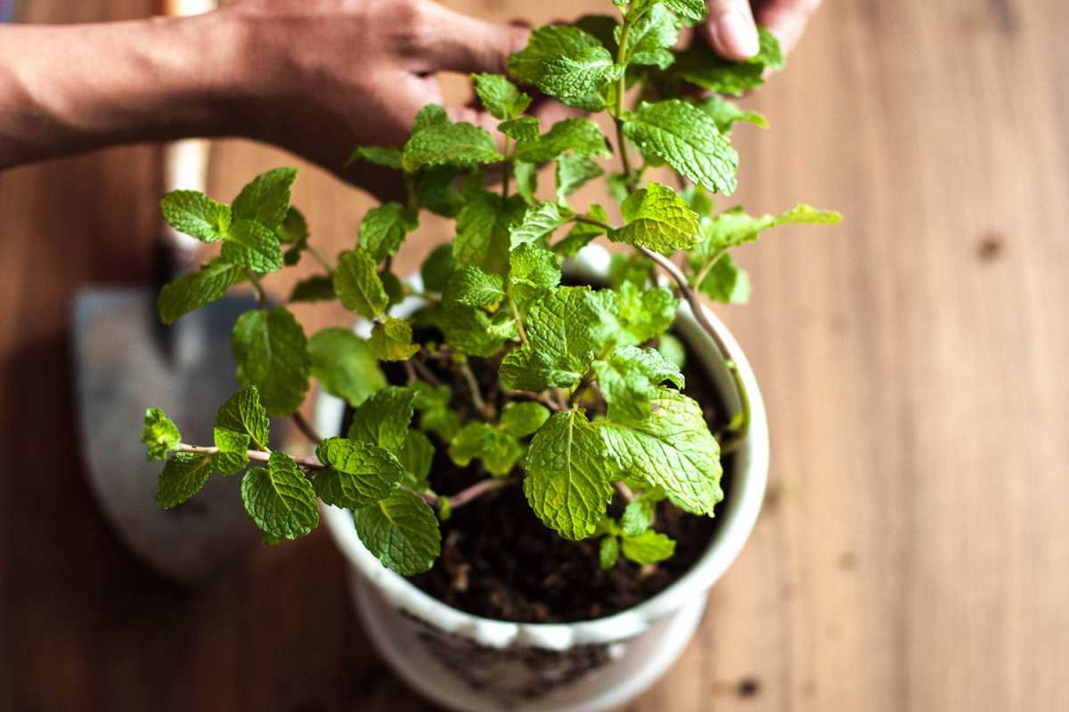 8 dicas essenciais para cultivar hortelã dentro de casa