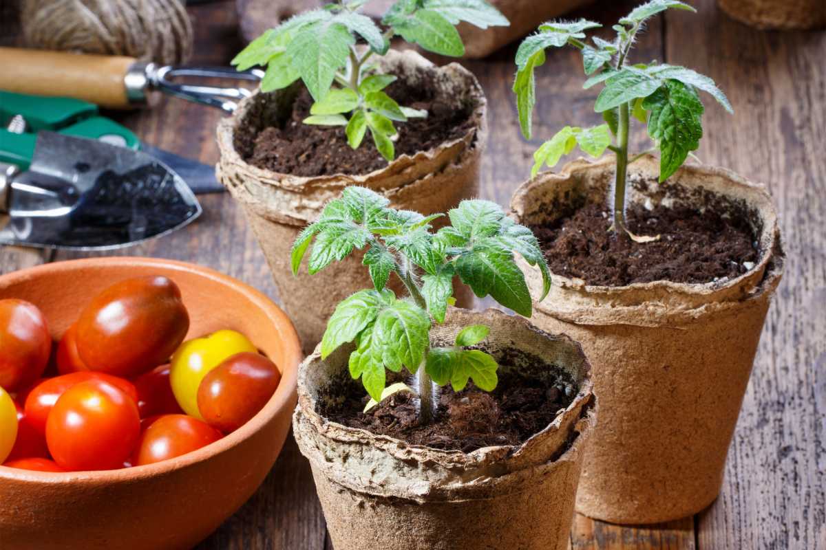10 lời khuyên tuyệt vời để trồng cây giống cà chua để thêm vào khu vườn của bạn