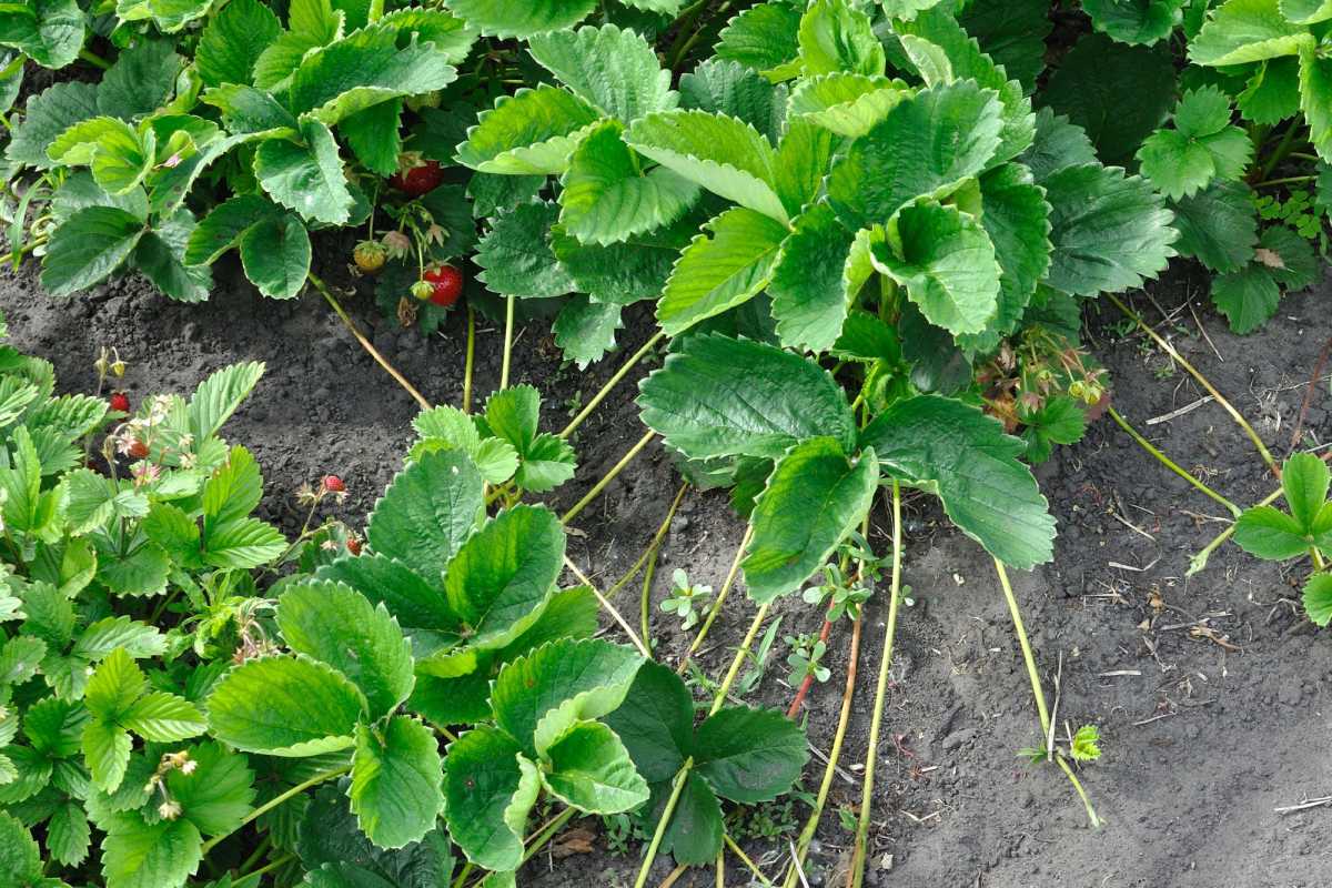 Πώς να φυτέψετε Strawberry Runners και να καλλιεργήσετε περισσότερα φρούτα