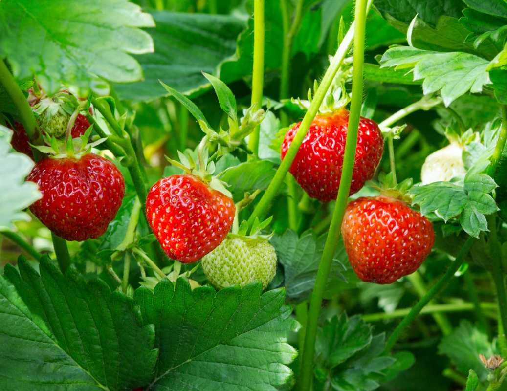 Wie und wann man Erdbeeren für die beste Ernte düngt
