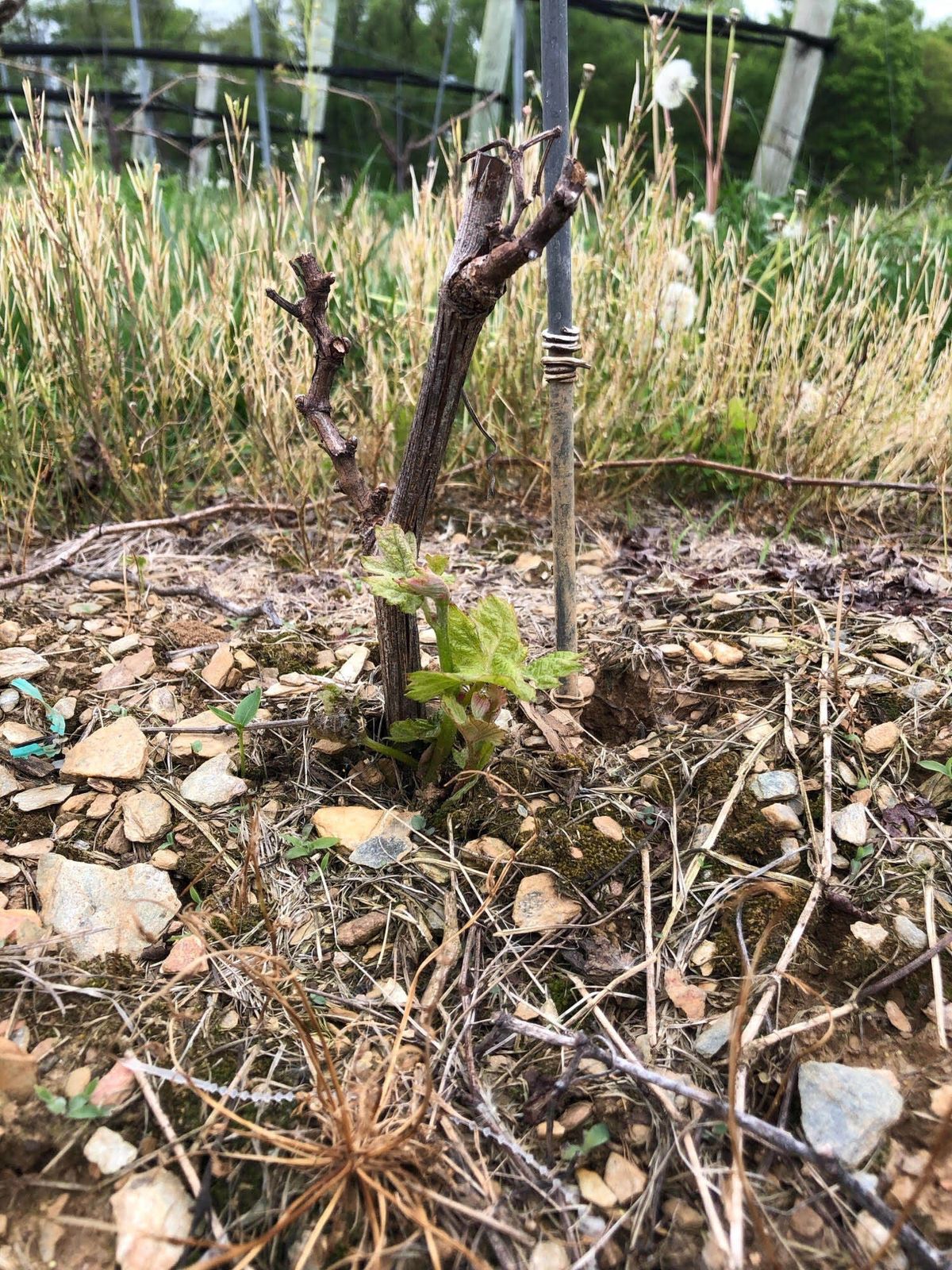 Vox Vinetis kasvavad viinapuud / Foto viisakalt Pennsylvania Winery Association