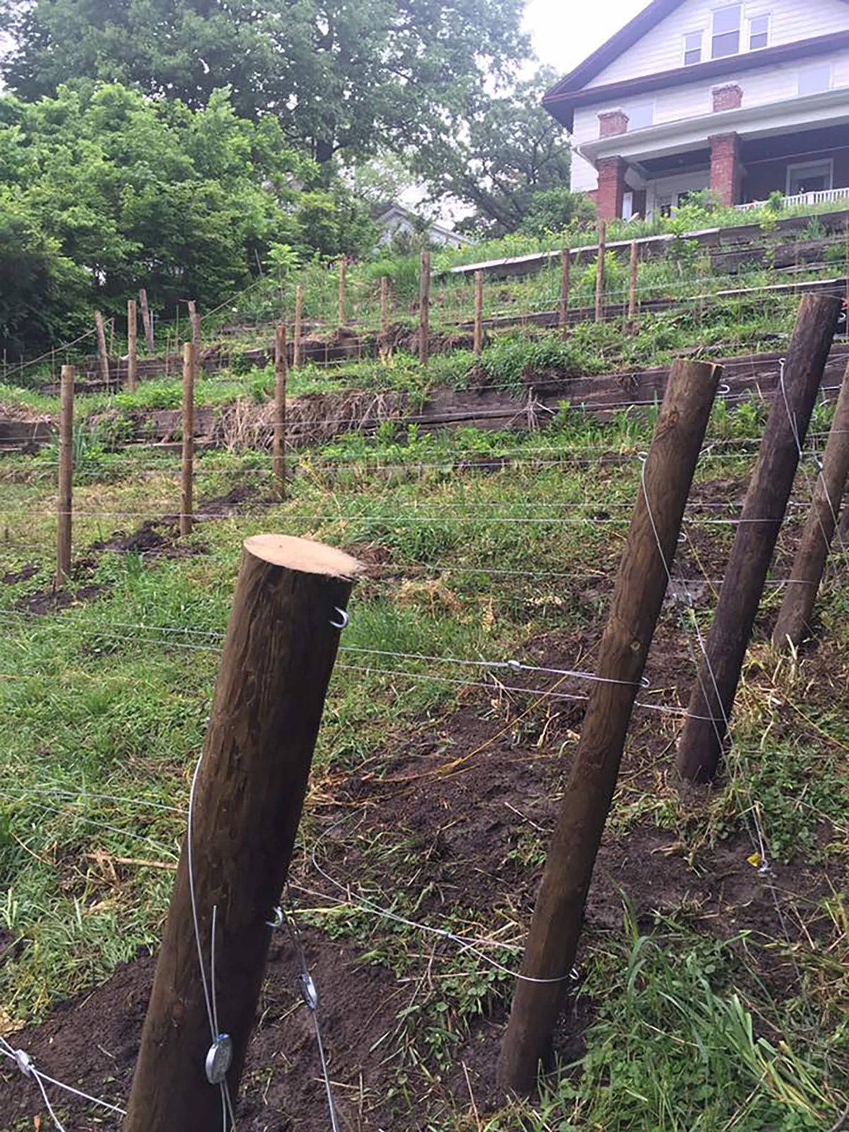 Столбы на заднем дворе виноградника