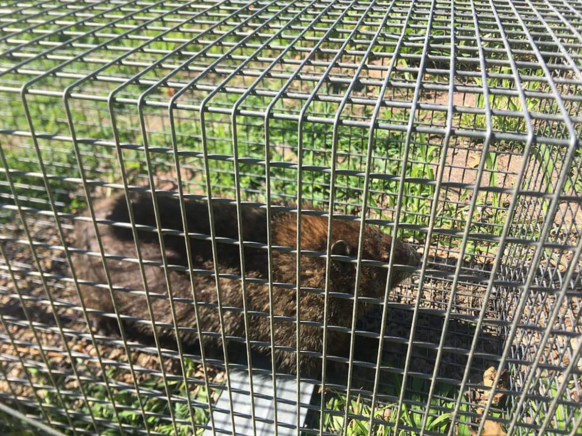 Une marmotte dans une cage.