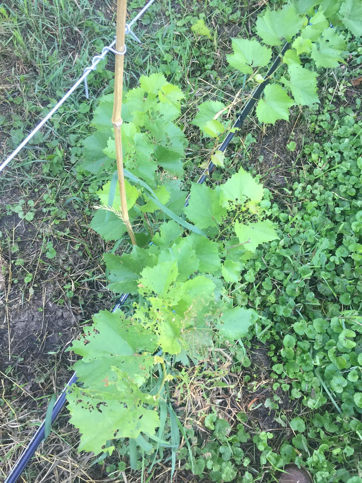 Poškozené vinné révy na zahradě vinice