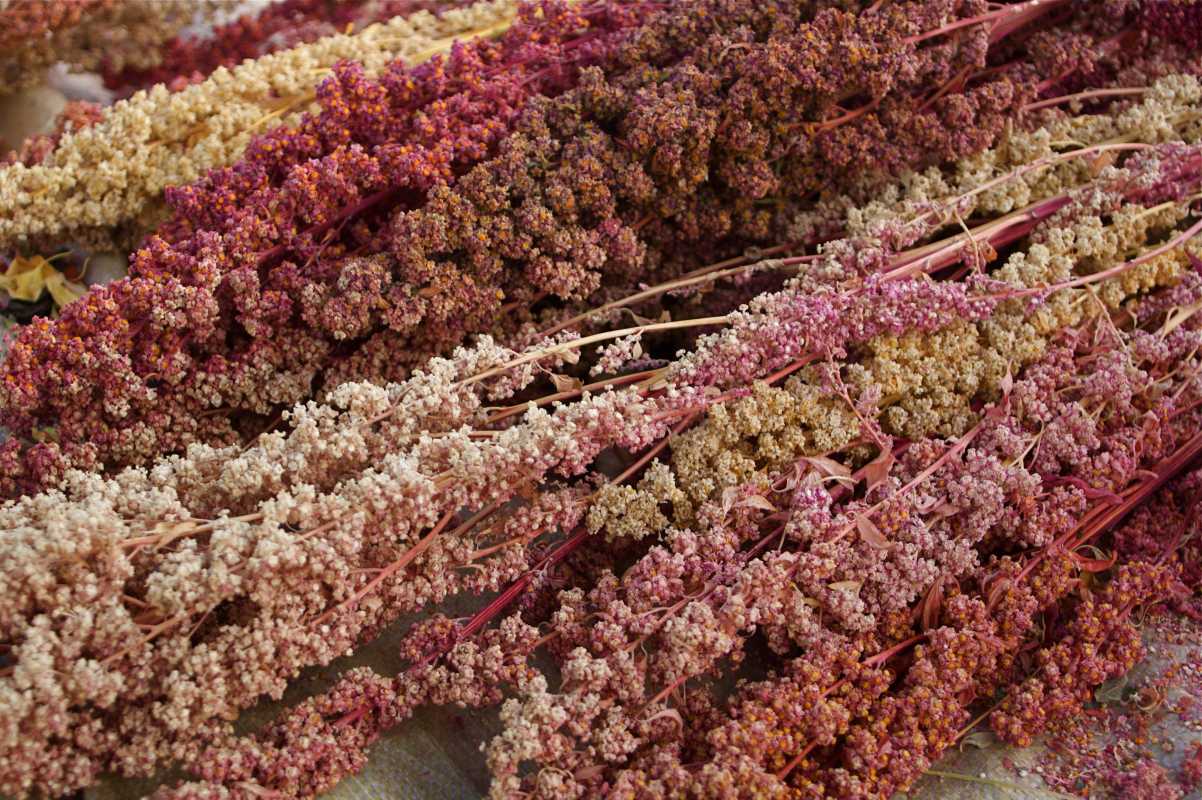 Kuinka istuttaa ja kasvattaa kvinoaa