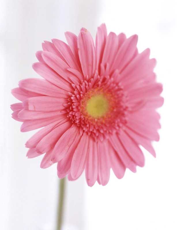 Singel Coral Pink Gerbera Daisy