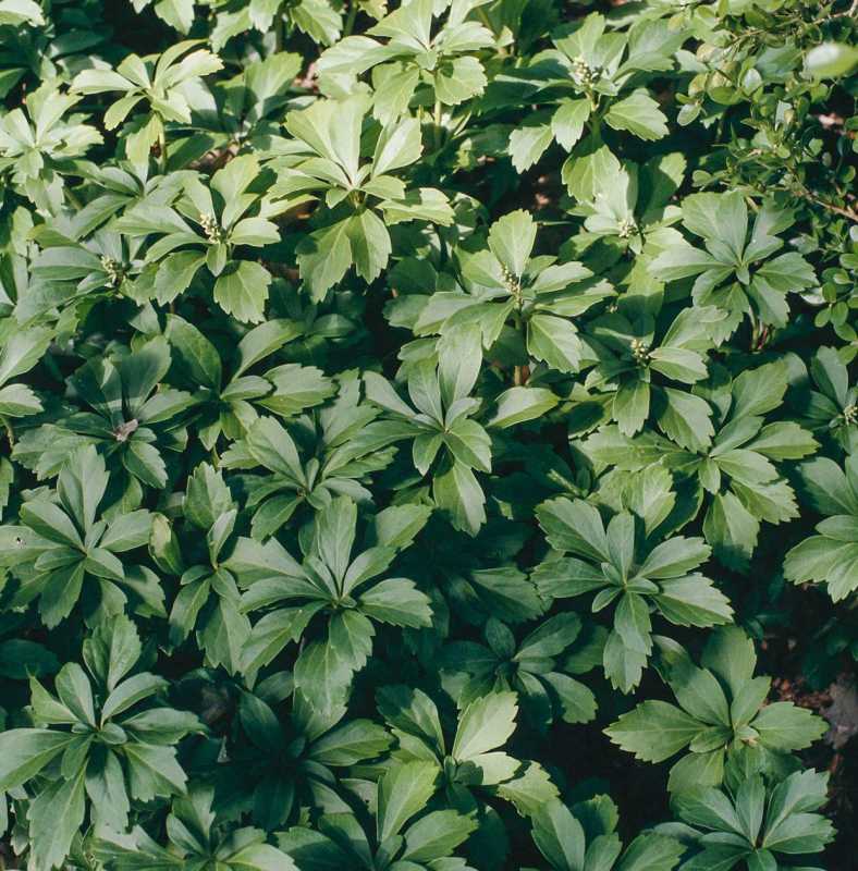 Com plantar i cultivar Pachysandra