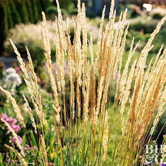 Paano Magtanim at Magtanim ng Feather Reed Grass