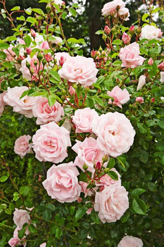 Ako zasadiť a pestovať popínavú ružu