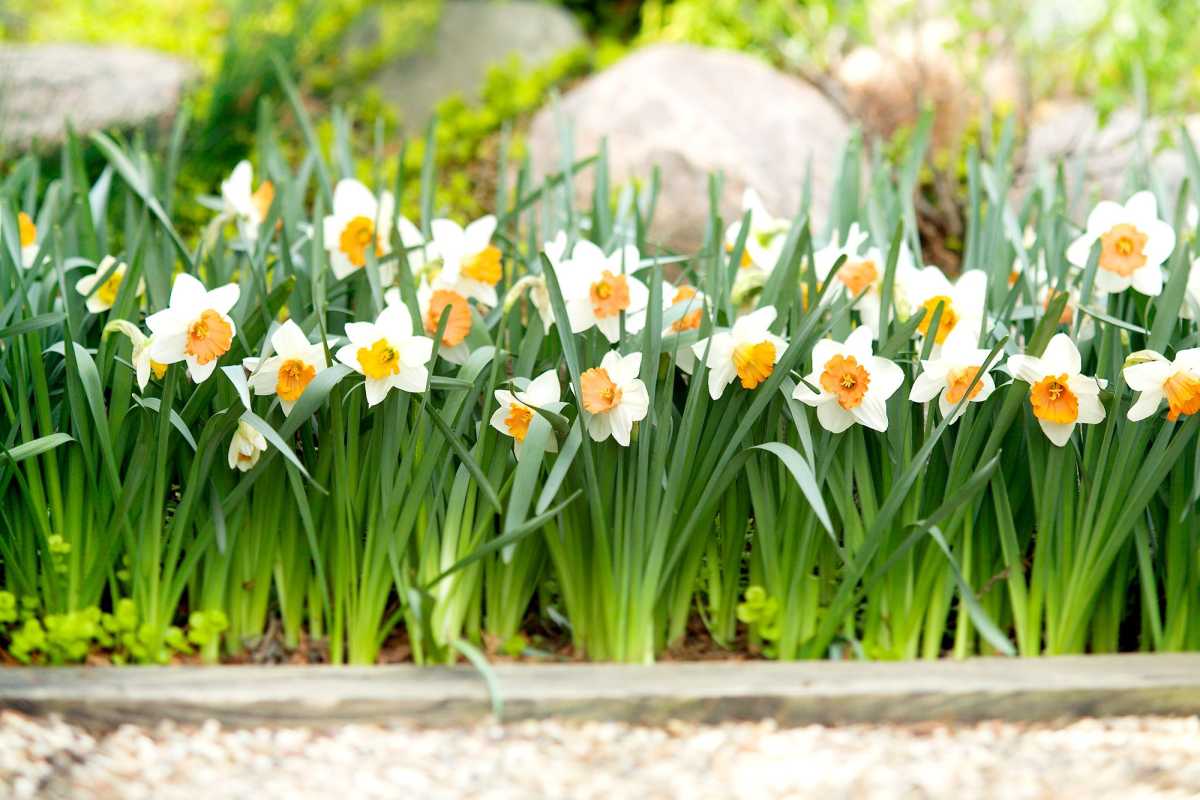 Bagaimana dan Bila Menanam Mentol Daffodil