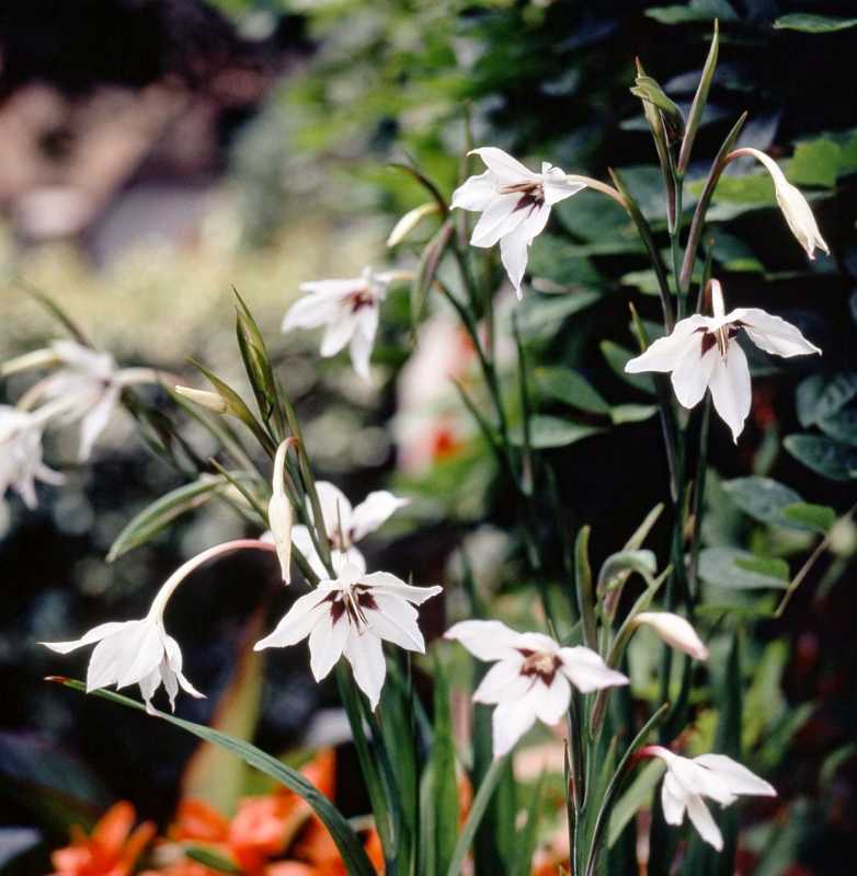 Hvordan man planter og dyrker Gladiolus