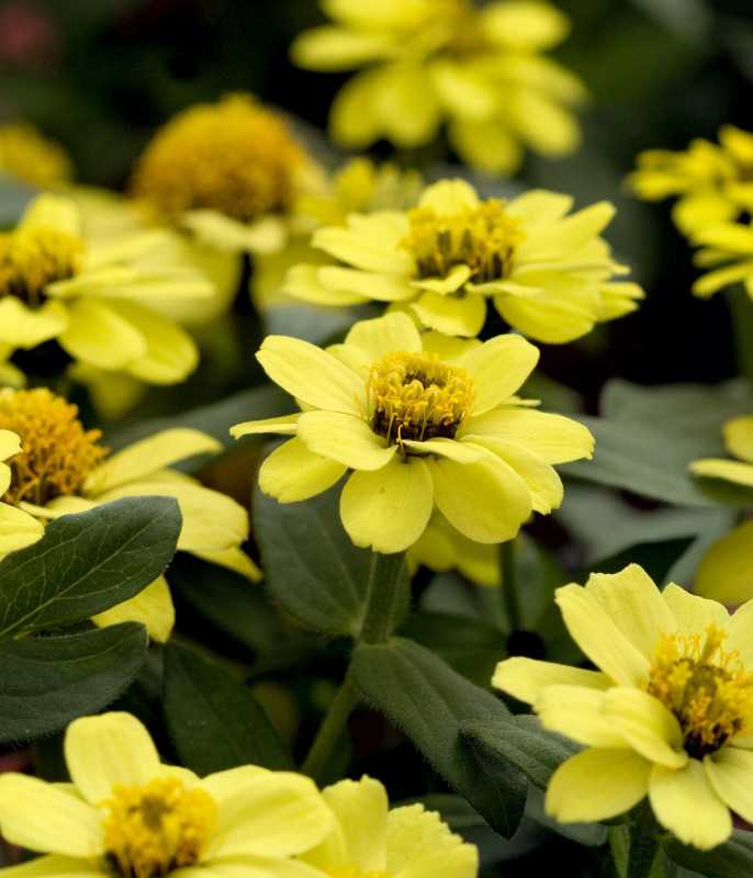 Zinnia Kuning Zahara