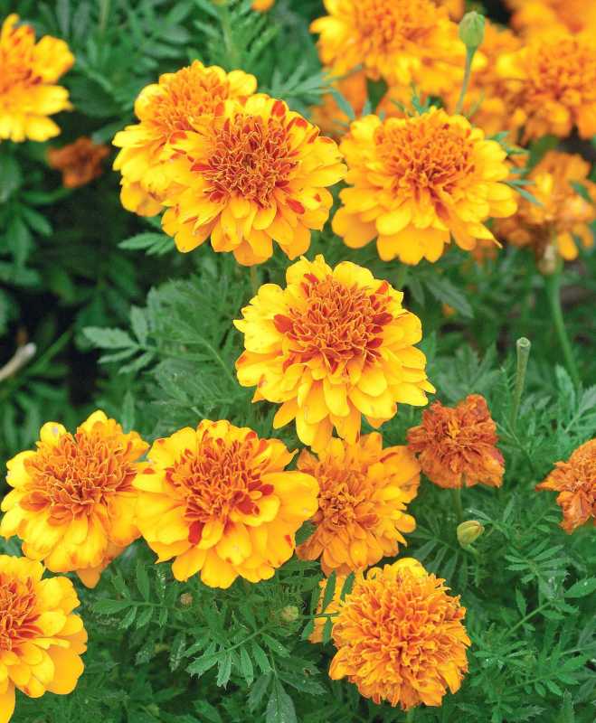 marigold perancis