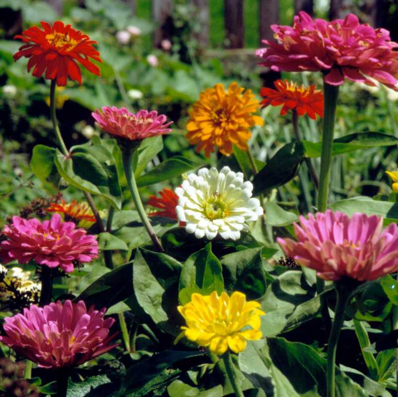 Magellan Mix zinnia