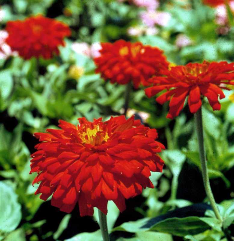 Zinnia della Fiamma Scarlatta