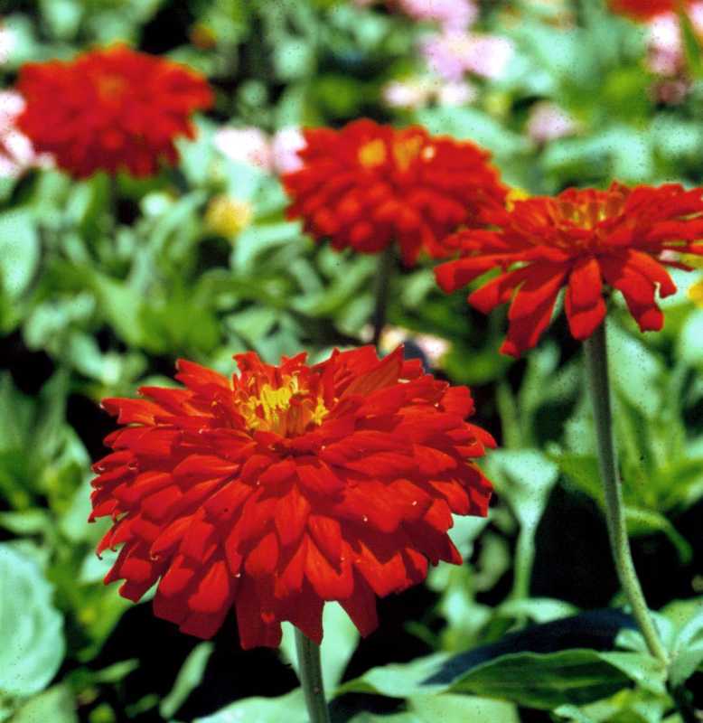 Zinnia Flacără Stacojie