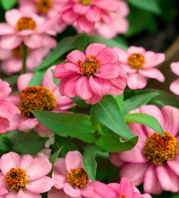 Zinnia della rosa corallo di Zahara