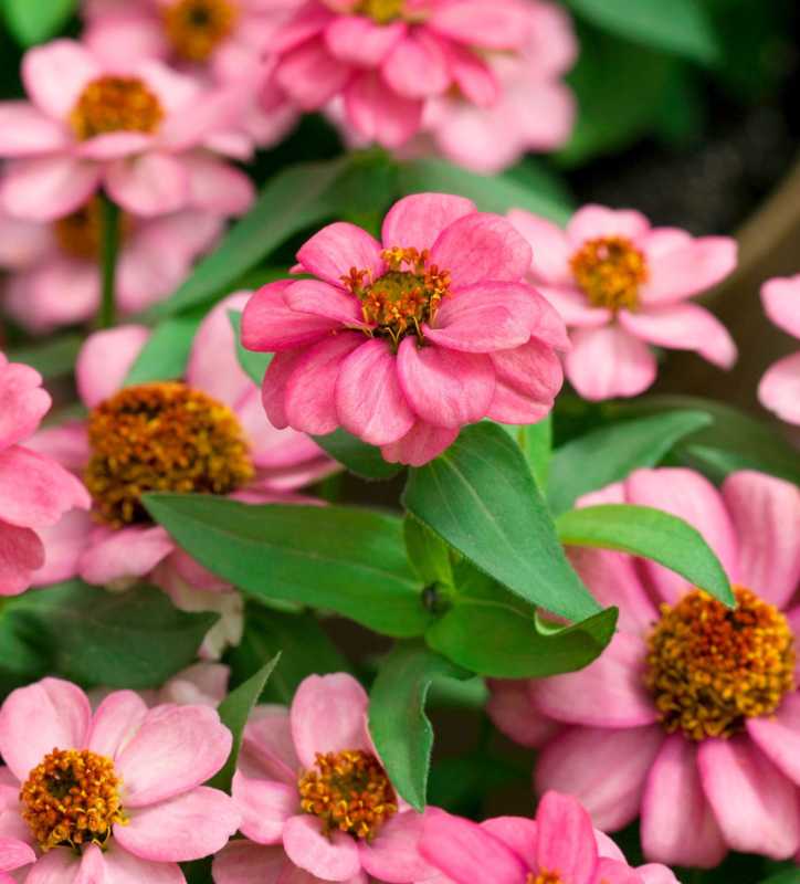 Zahara Coral Rose zinnia