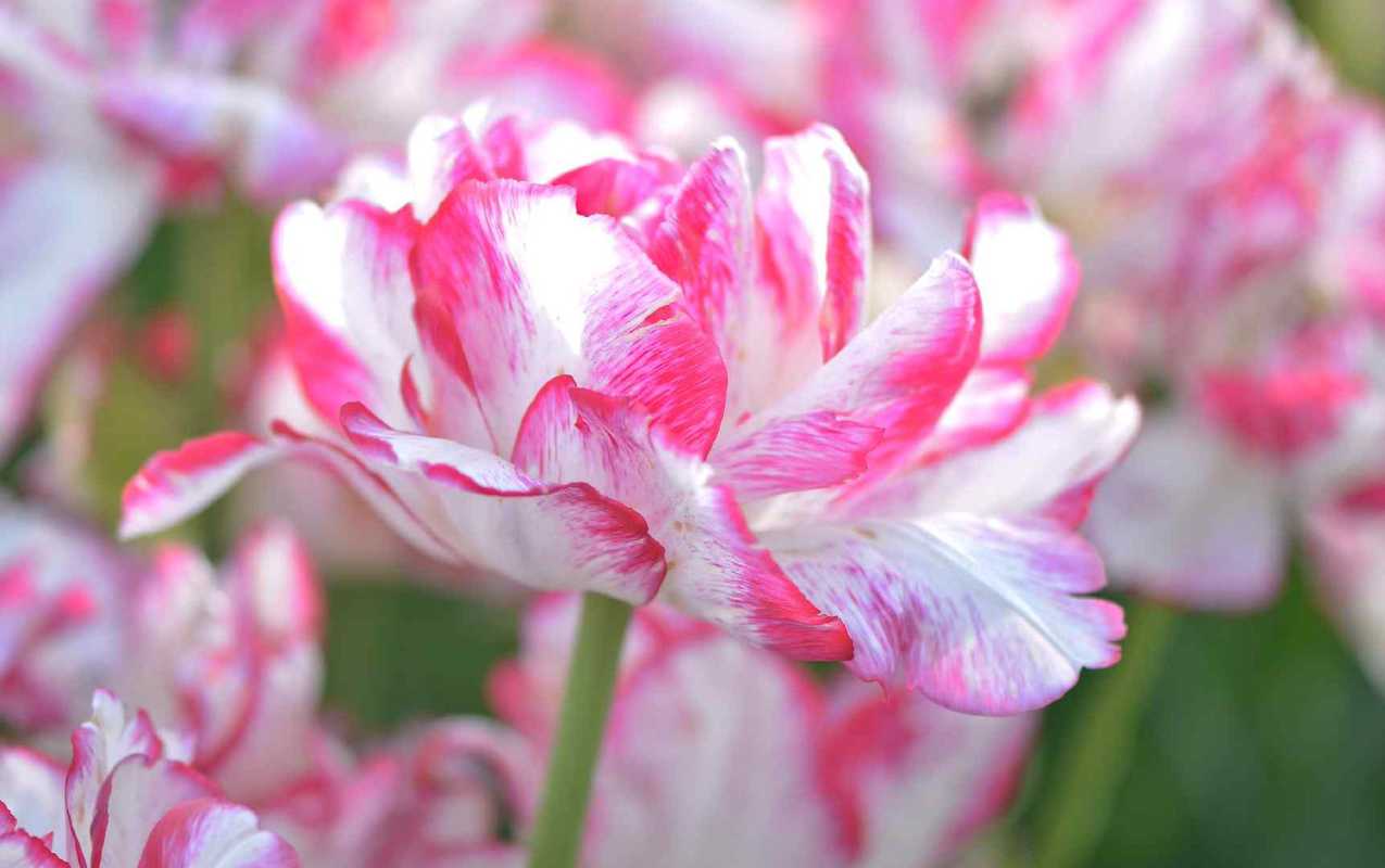 Dodaj tulipany piwonii do swojego ogrodu, aby uzyskać kolorowy kwiat cięty