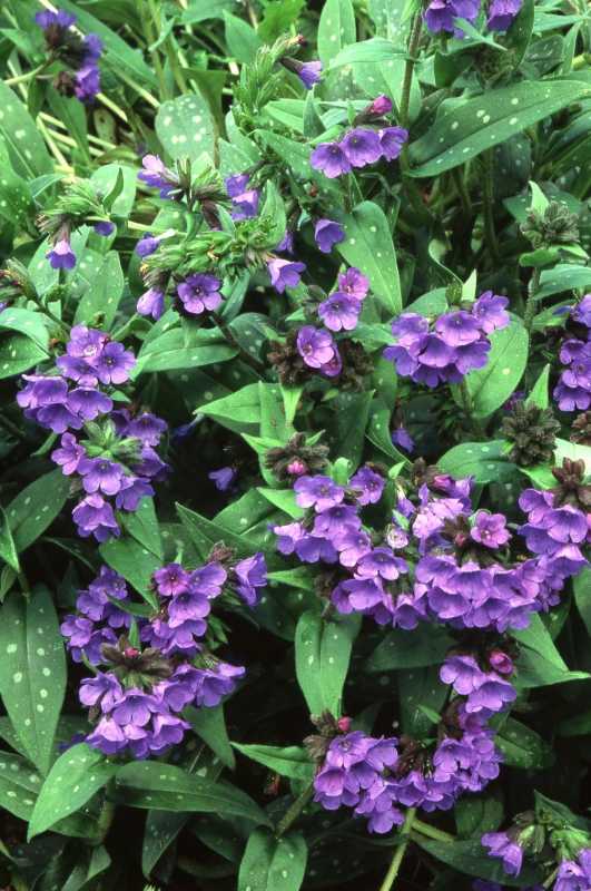 bunga Lungwort ungu