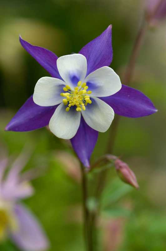 floare de Columbine violet, alb și galben