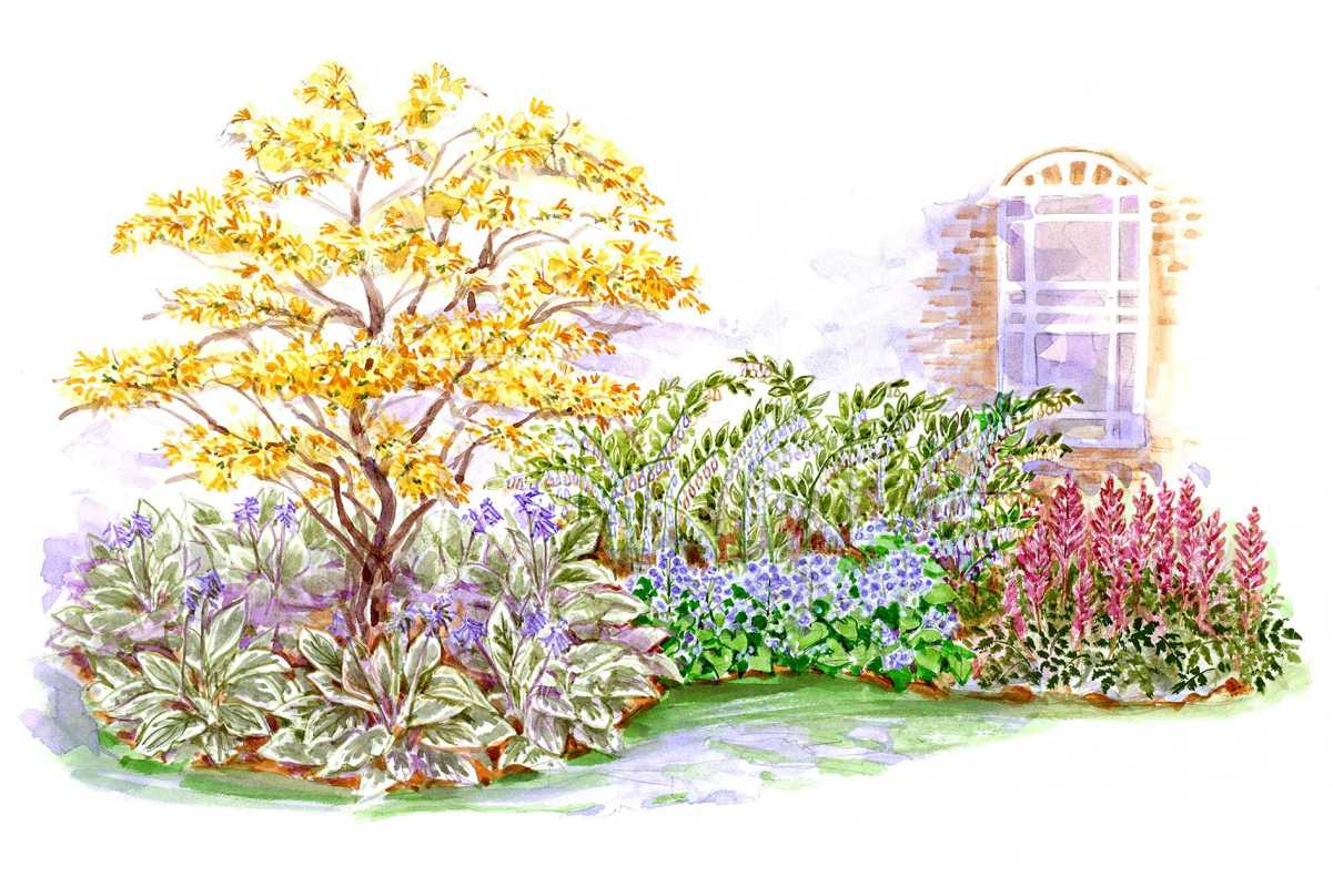 ilustracija senčnega vrtnega načrta za začetnike