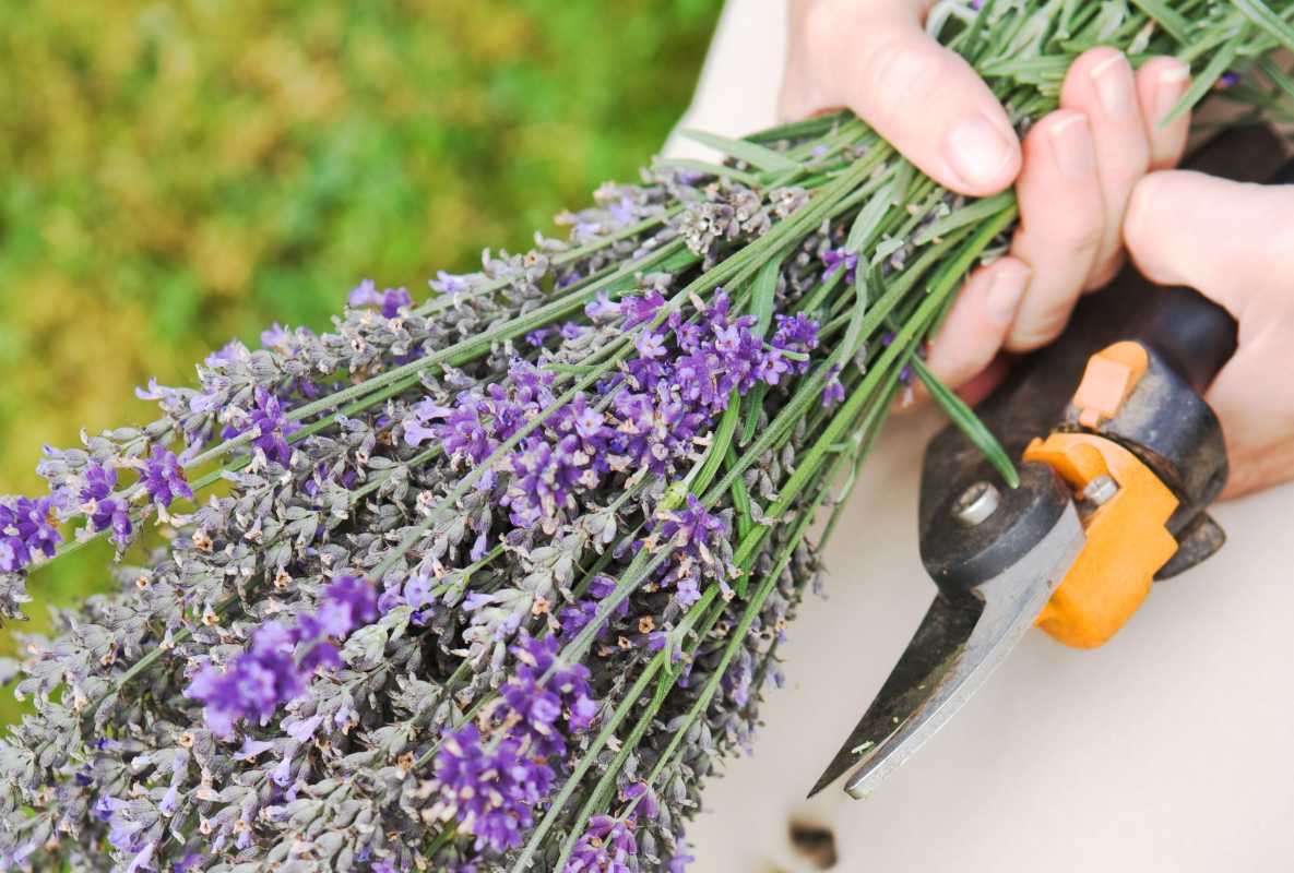 När och hur man beskär lavendelväxter i 5 enkla steg