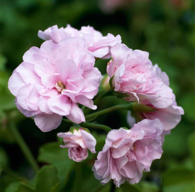 rosa geranium
