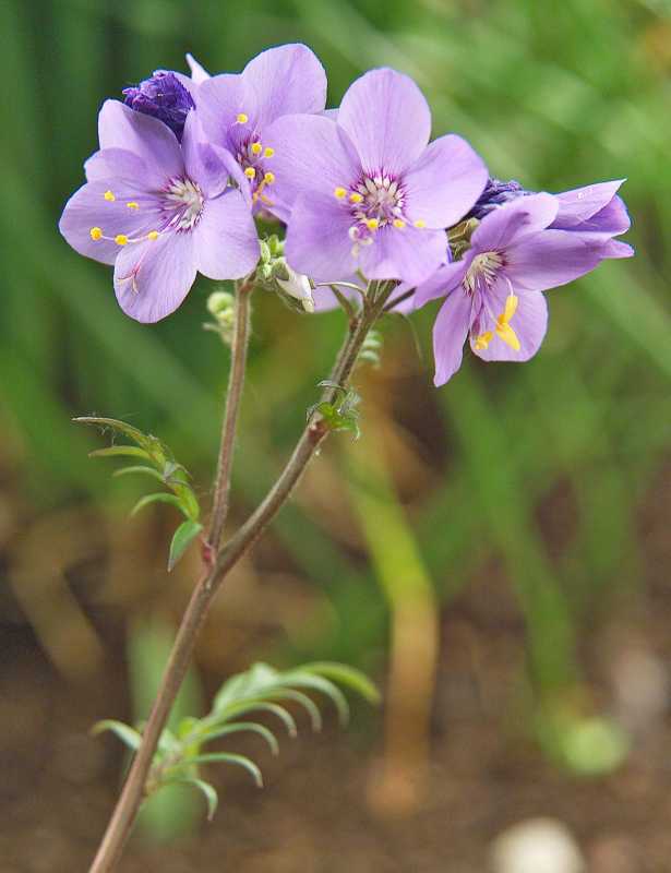 bresssingham lila jacob